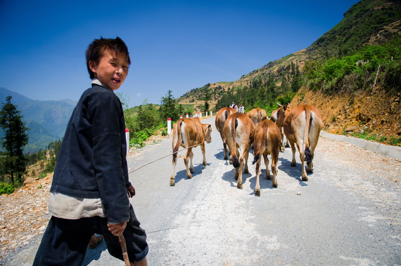Nikon D7000 sample photo. Boy, cows, mountains photography