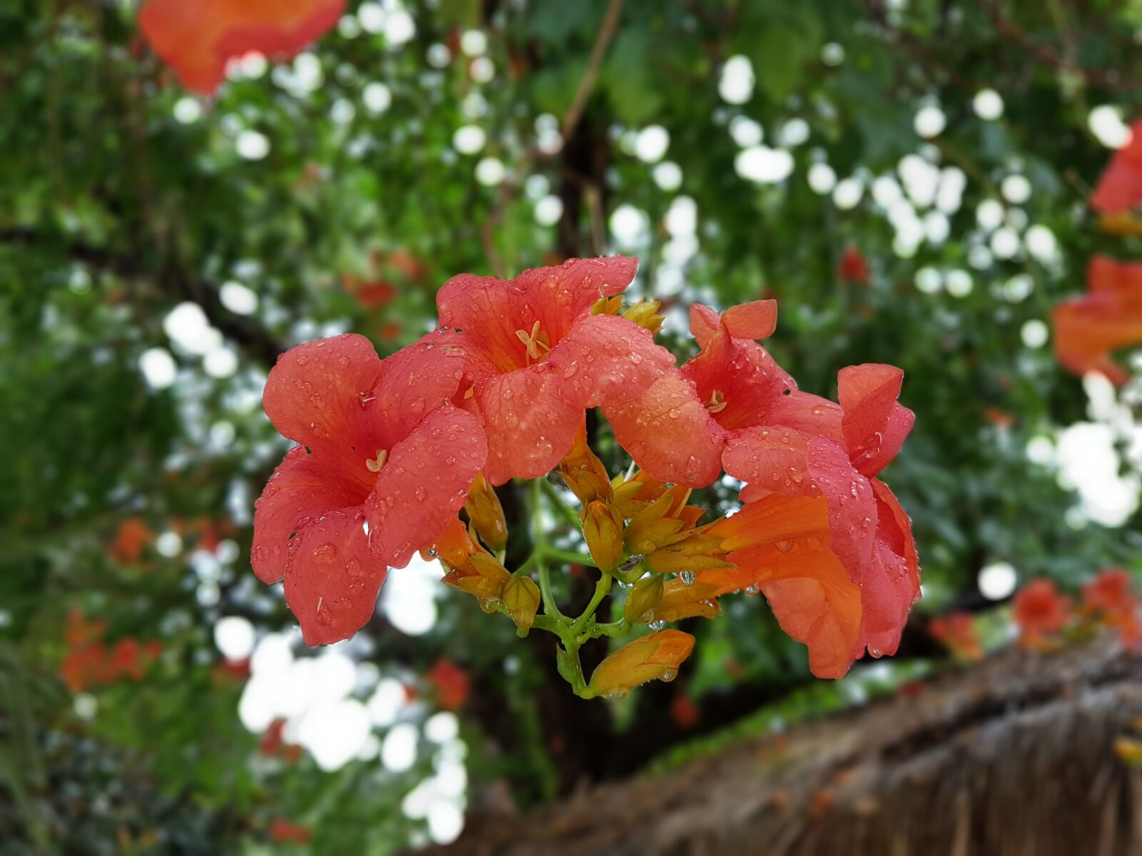 Samsung Galaxy S7 Edge sample photo