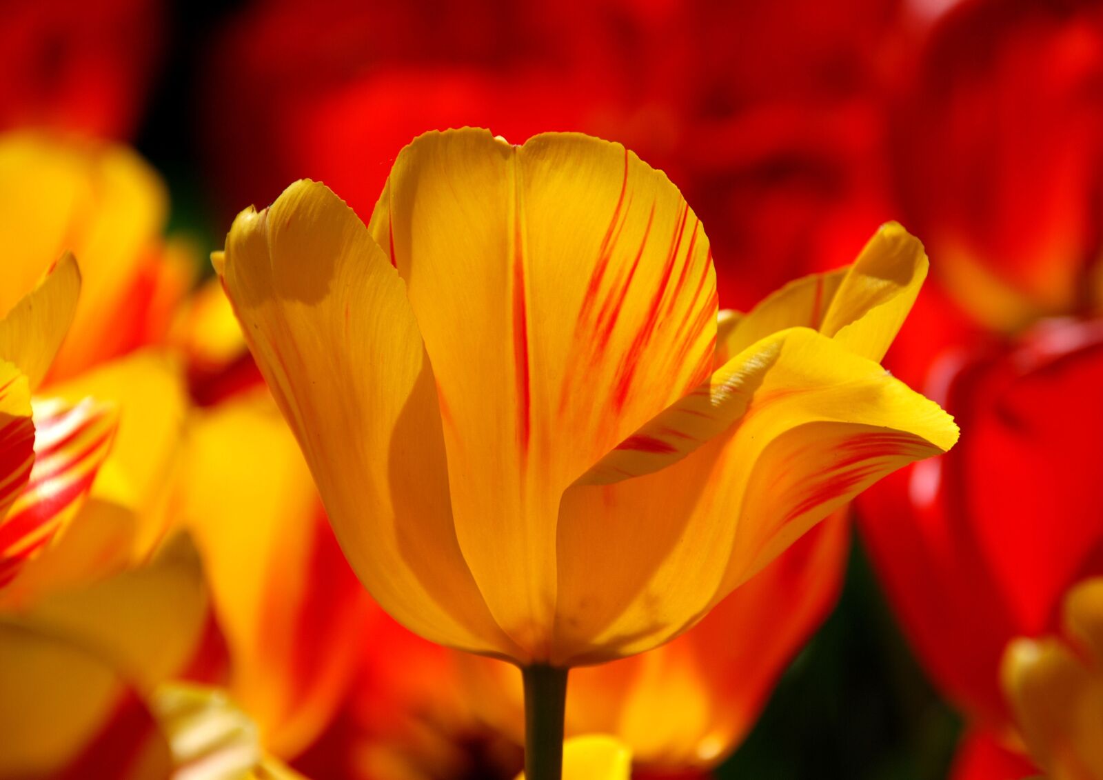 Nikon D80 sample photo. Keukenhof, tulip, holland photography