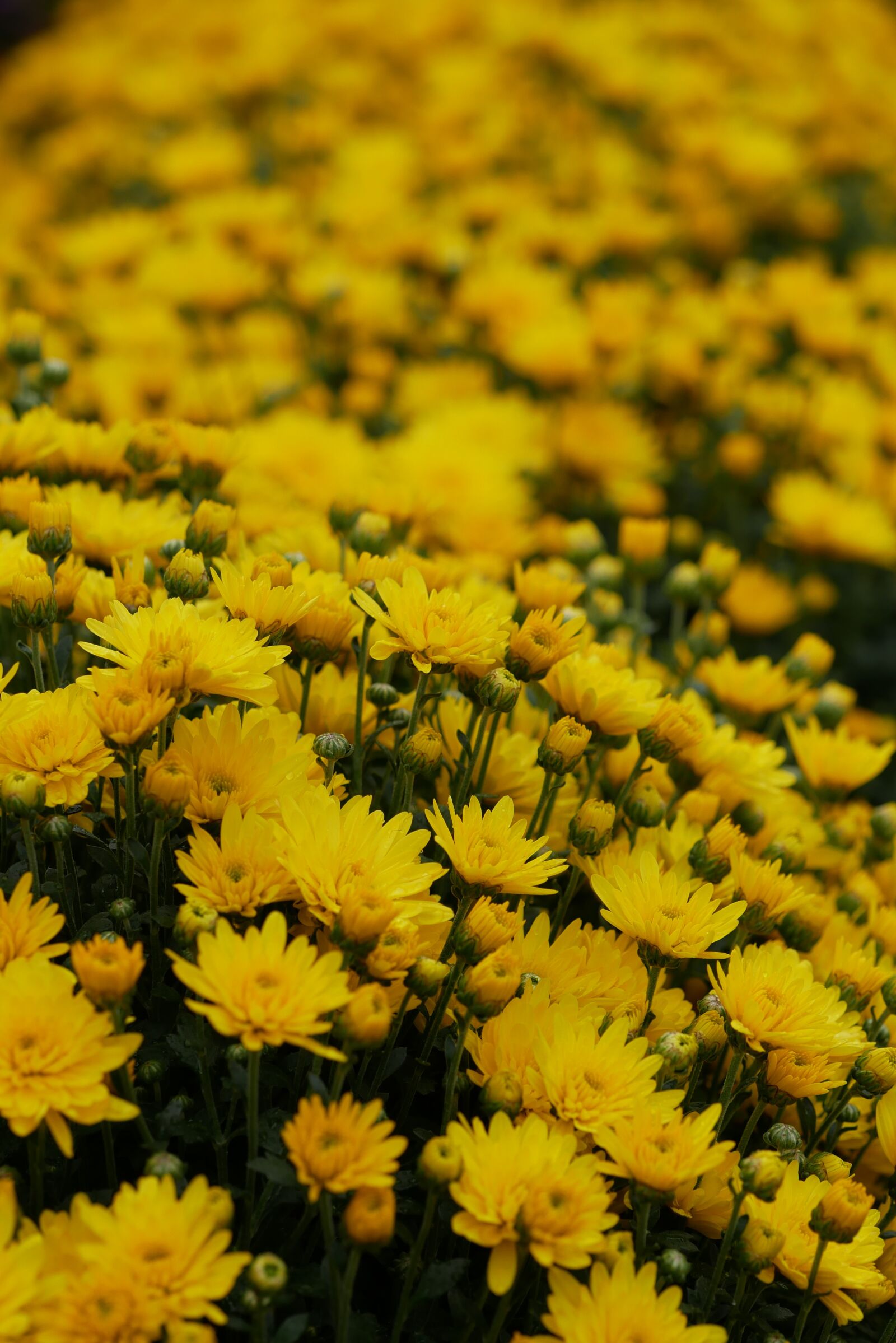 Panasonic Lumix DMC-G85 (Lumix DMC-G80) sample photo. Chrysanthemums, garden, flowers photography