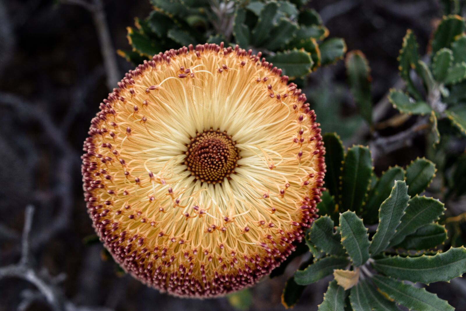 Nikon D3300 sample photo. Banksia media, flower, flora photography