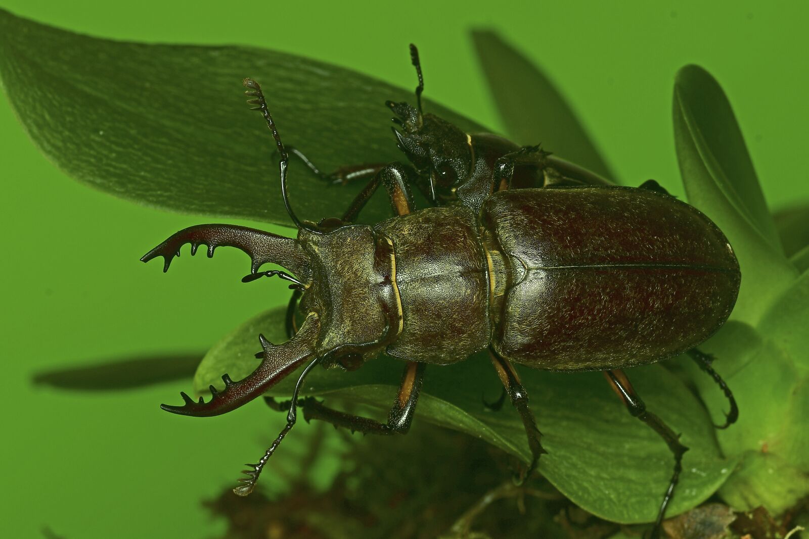 Nikon D500 sample photo. The deer bug, the photography