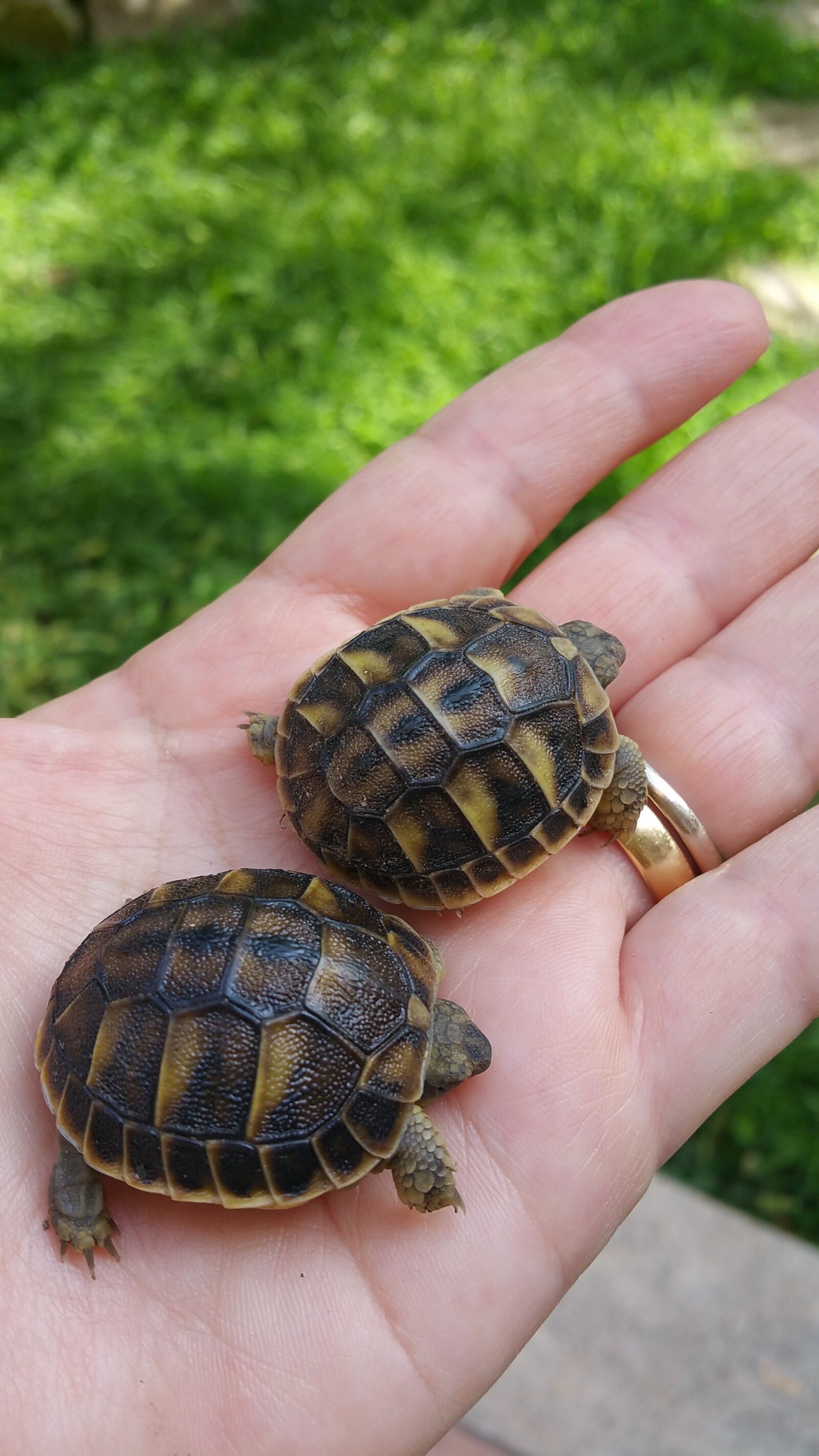 Samsung Galaxy Note4 sample photo. Turtles, turtle, hand photography