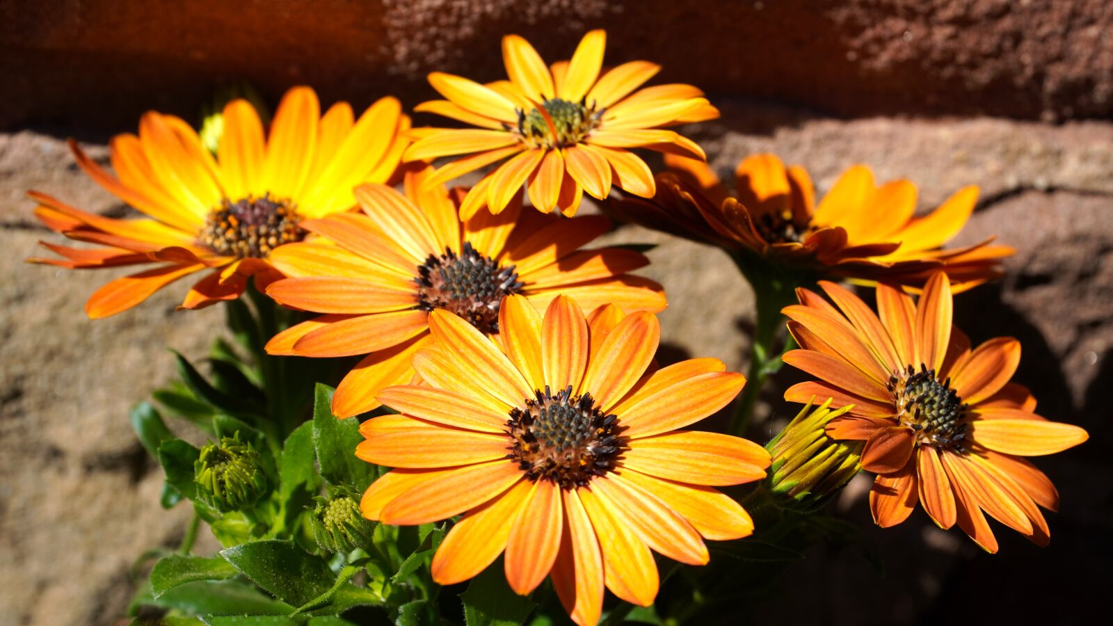 Sony E PZ 18-105mm F4 G OSS sample photo. Daisies, flowers, bloom photography
