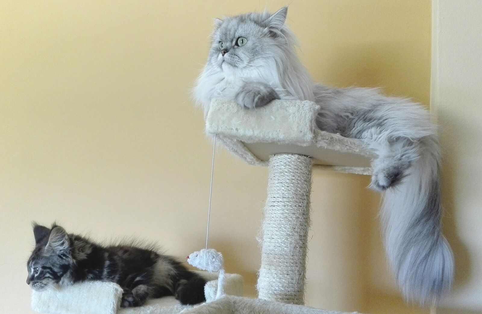 HUAWEI P8 Lite sample photo. Persian cats, persian chinchilla photography