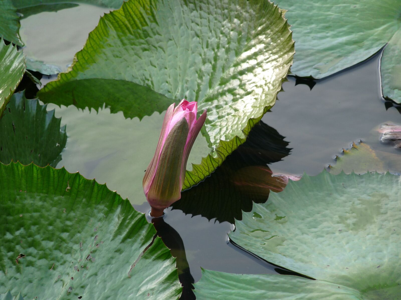 Panasonic Lumix DMC-FZ28 sample photo. Lily, water, green photography