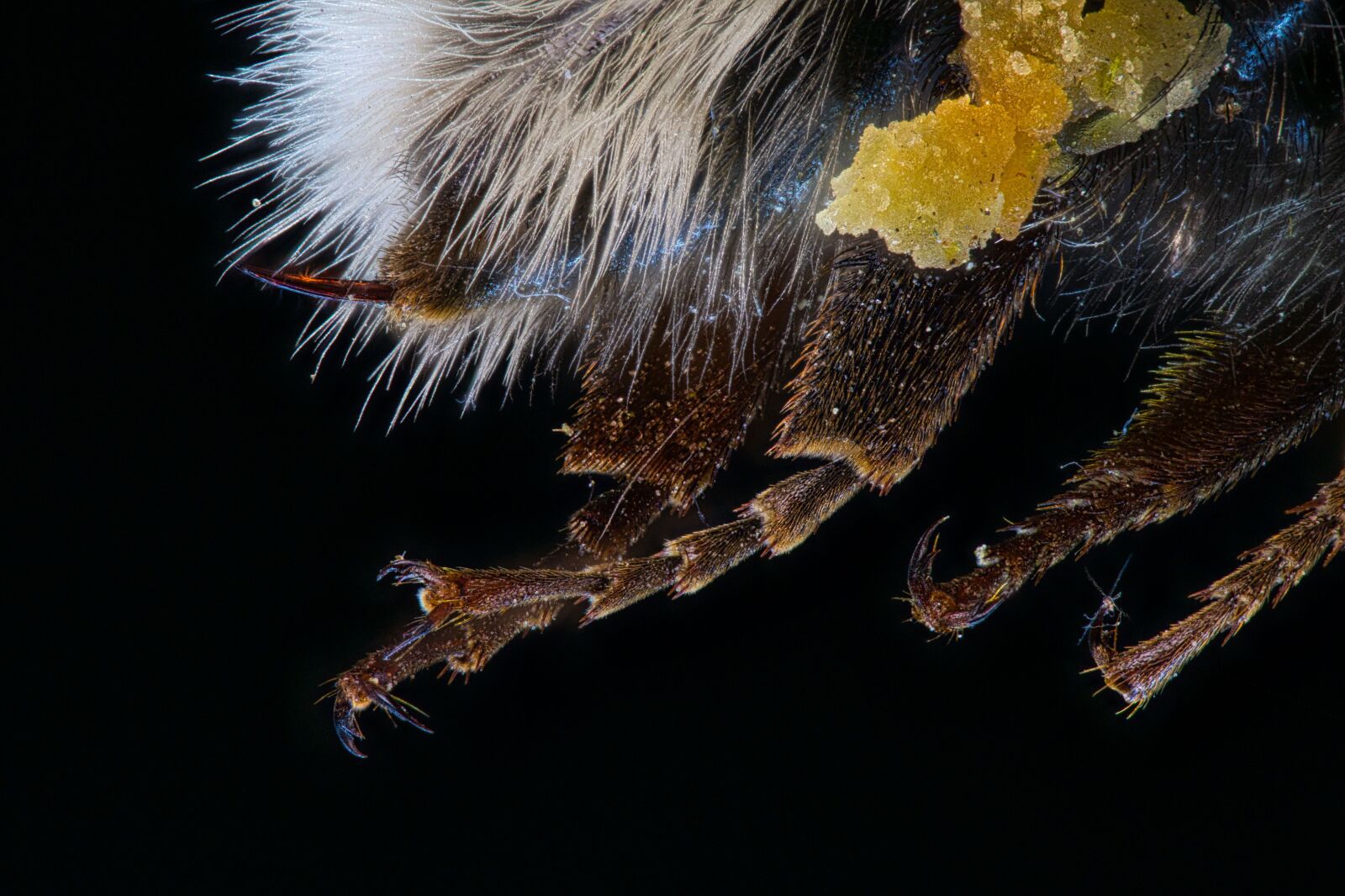 Canon EOS 100D (EOS Rebel SL1 / EOS Kiss X7) sample photo. Bee, foot, macro photography