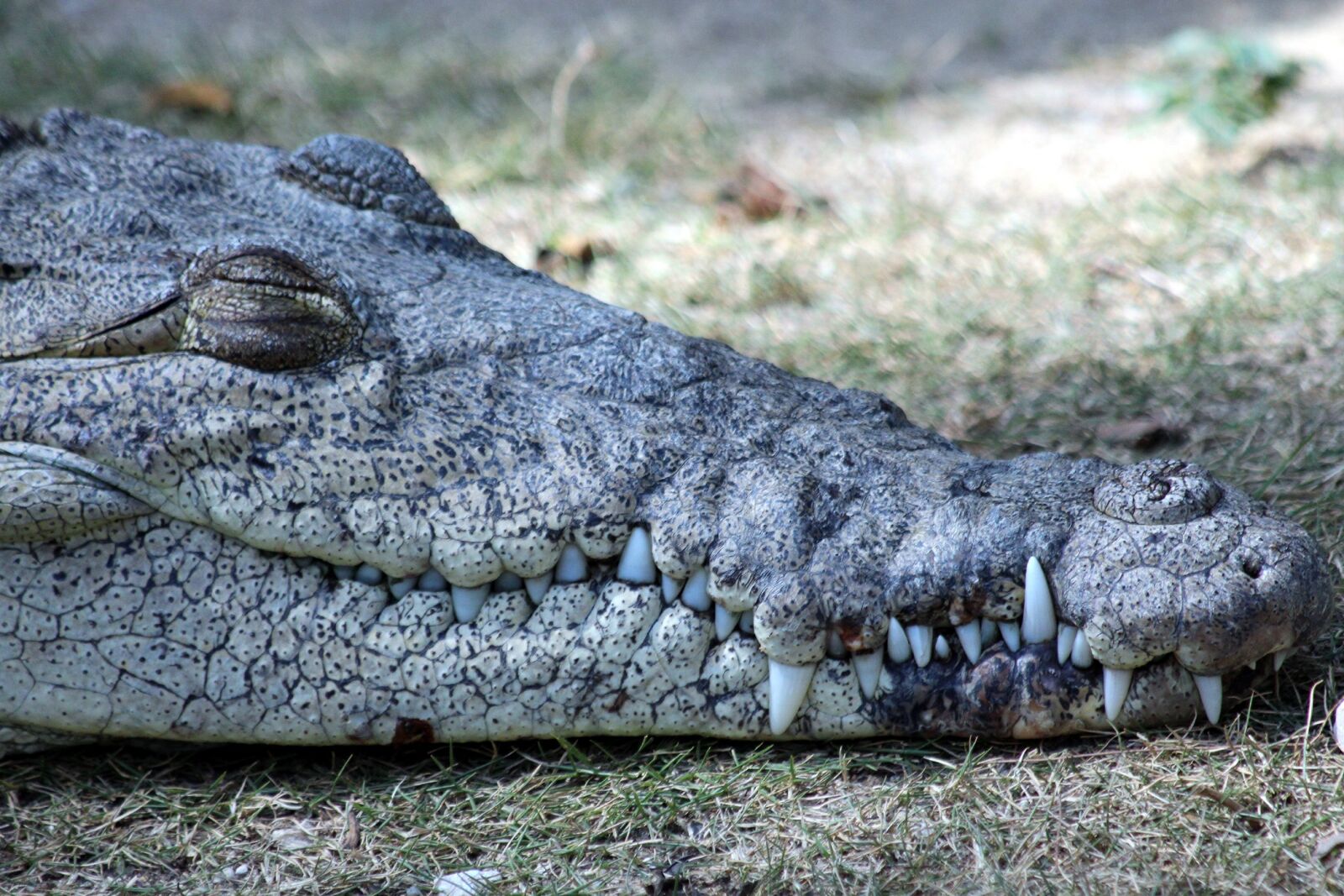 Canon EOS 650D (EOS Rebel T4i / EOS Kiss X6i) sample photo. Ostrorylyj crocodile, crocodylus acutus photography