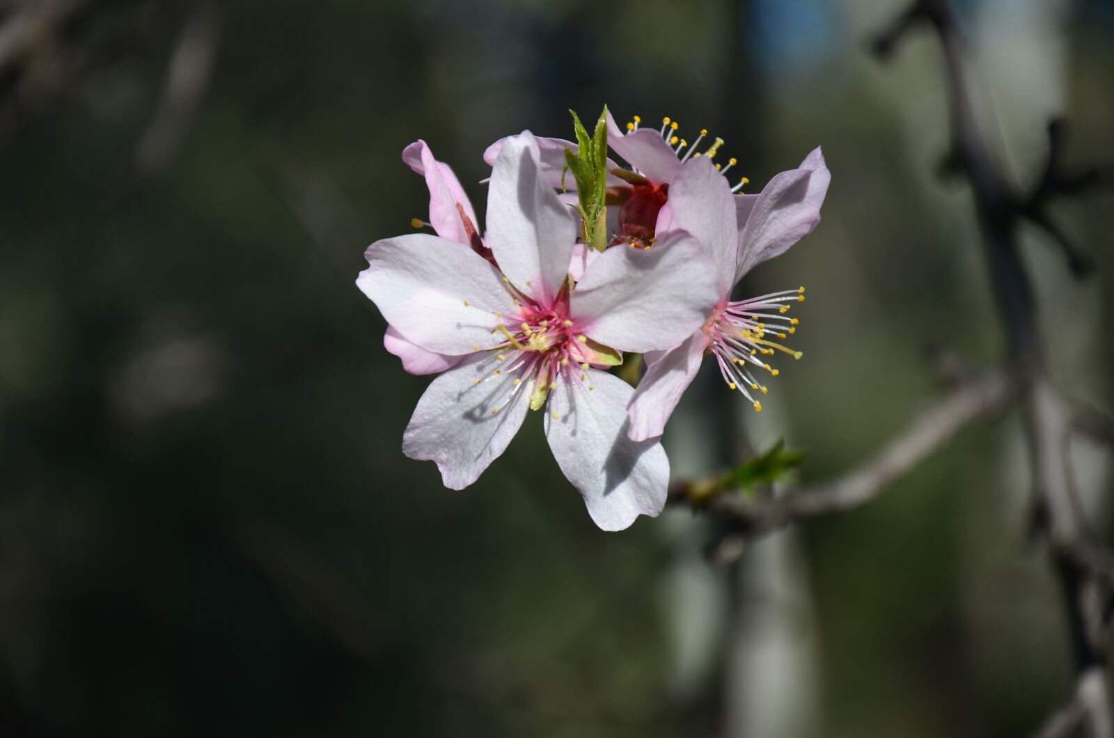 Nikon D7000 sample photo. Almond tree, flower, almond photography