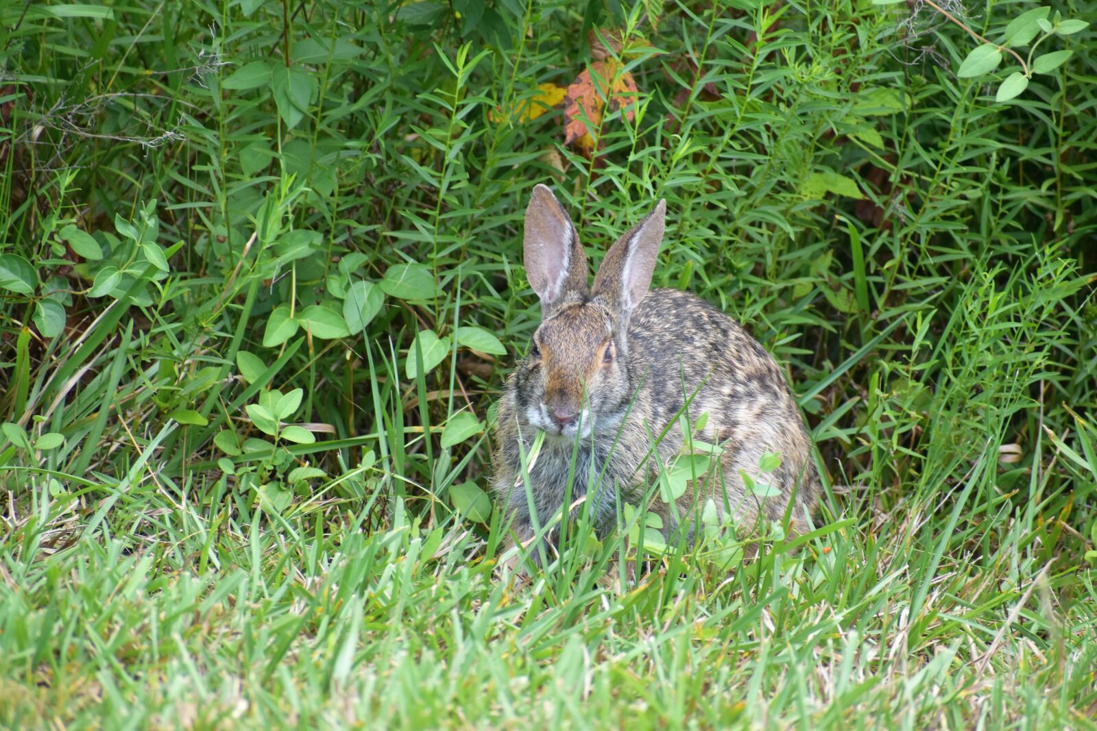 Nikon D3500 sample photo. Rabbit, wildlife, wild animal photography