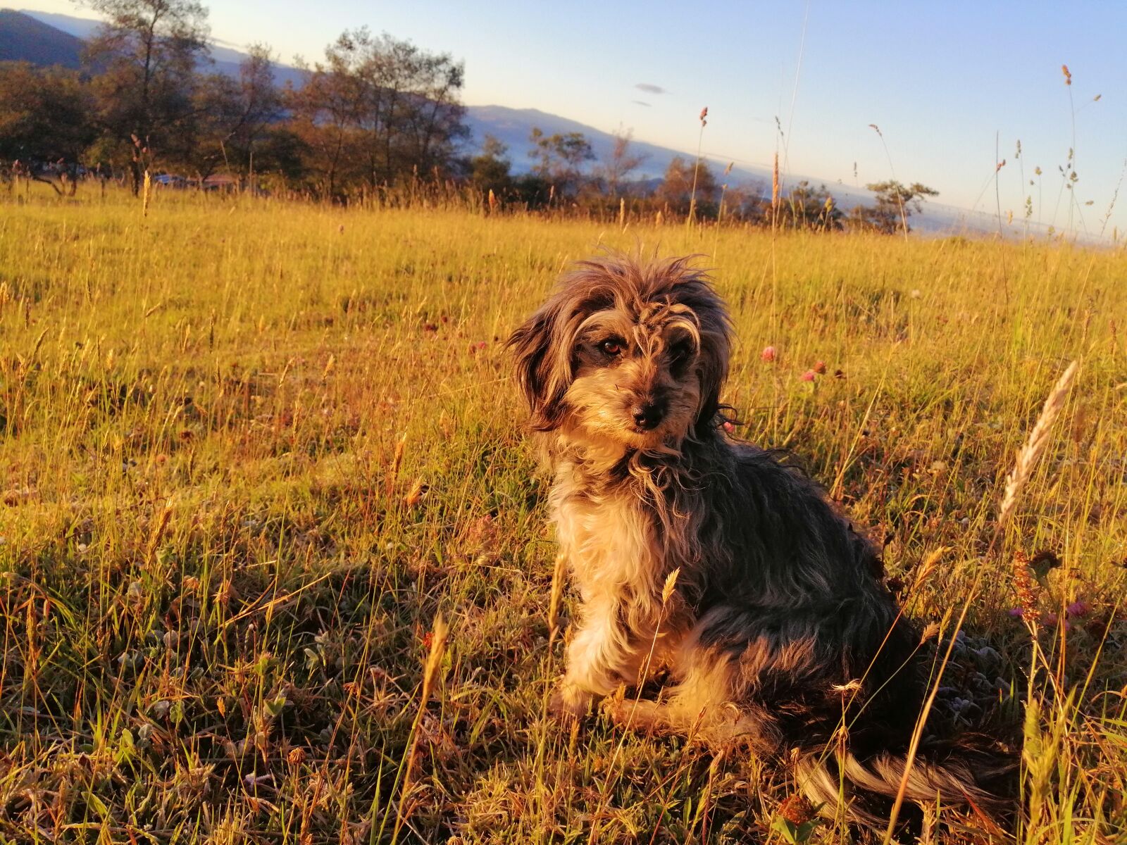 HUAWEI SNE-LX3 sample photo. Animal, dog, puppy photography
