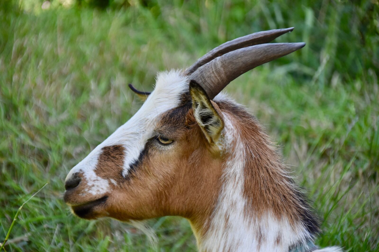 Nikon D5600 sample photo. Goat, goat horns, animal photography