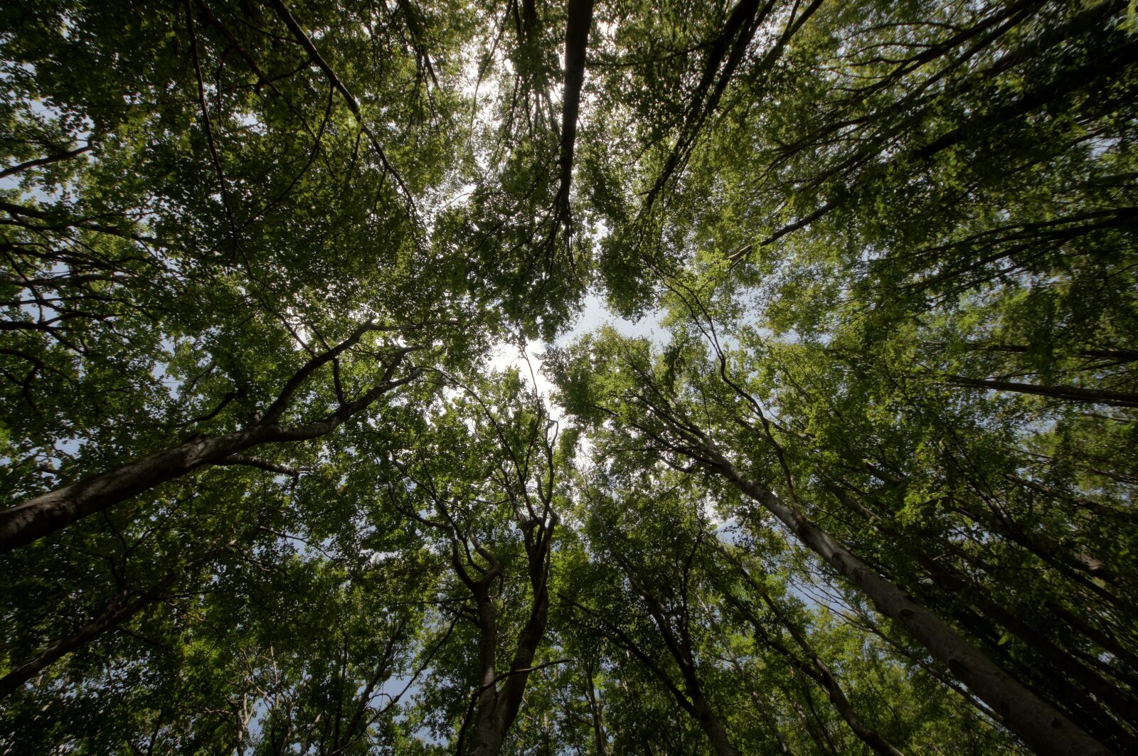 Sony SLT-A55 (SLT-A55V) sample photo. Forest, low angle shot photography