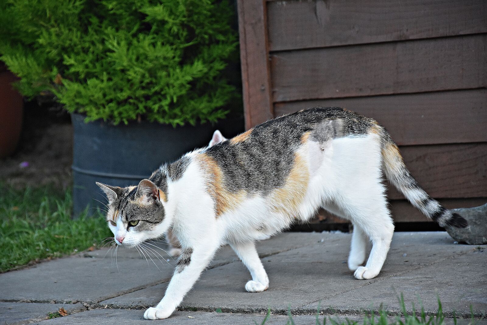 Nikon D3400 sample photo. Animal, mammal, cute photography