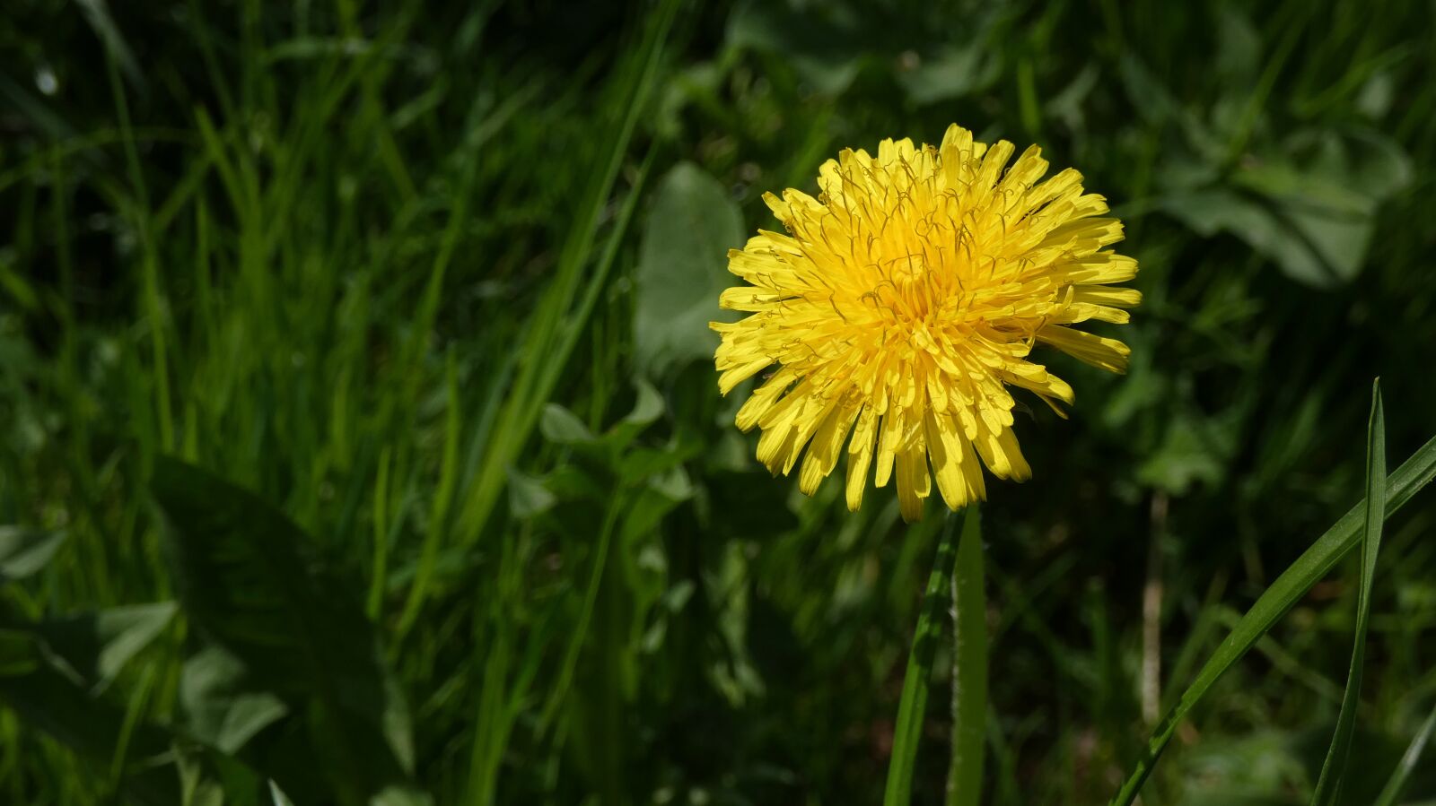 Panasonic DC-FZ83 sample photo. Dandelion, plant, nature photography