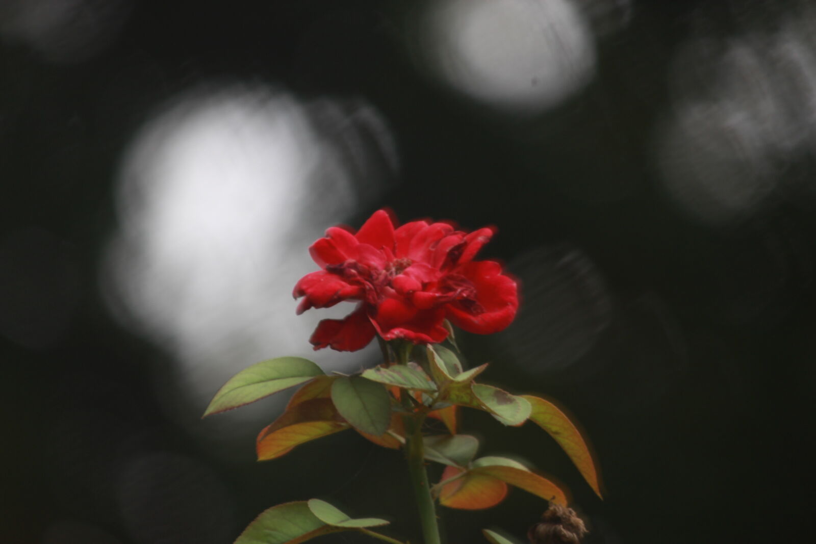 Canon EOS 700D (EOS Rebel T5i / EOS Kiss X7i) sample photo