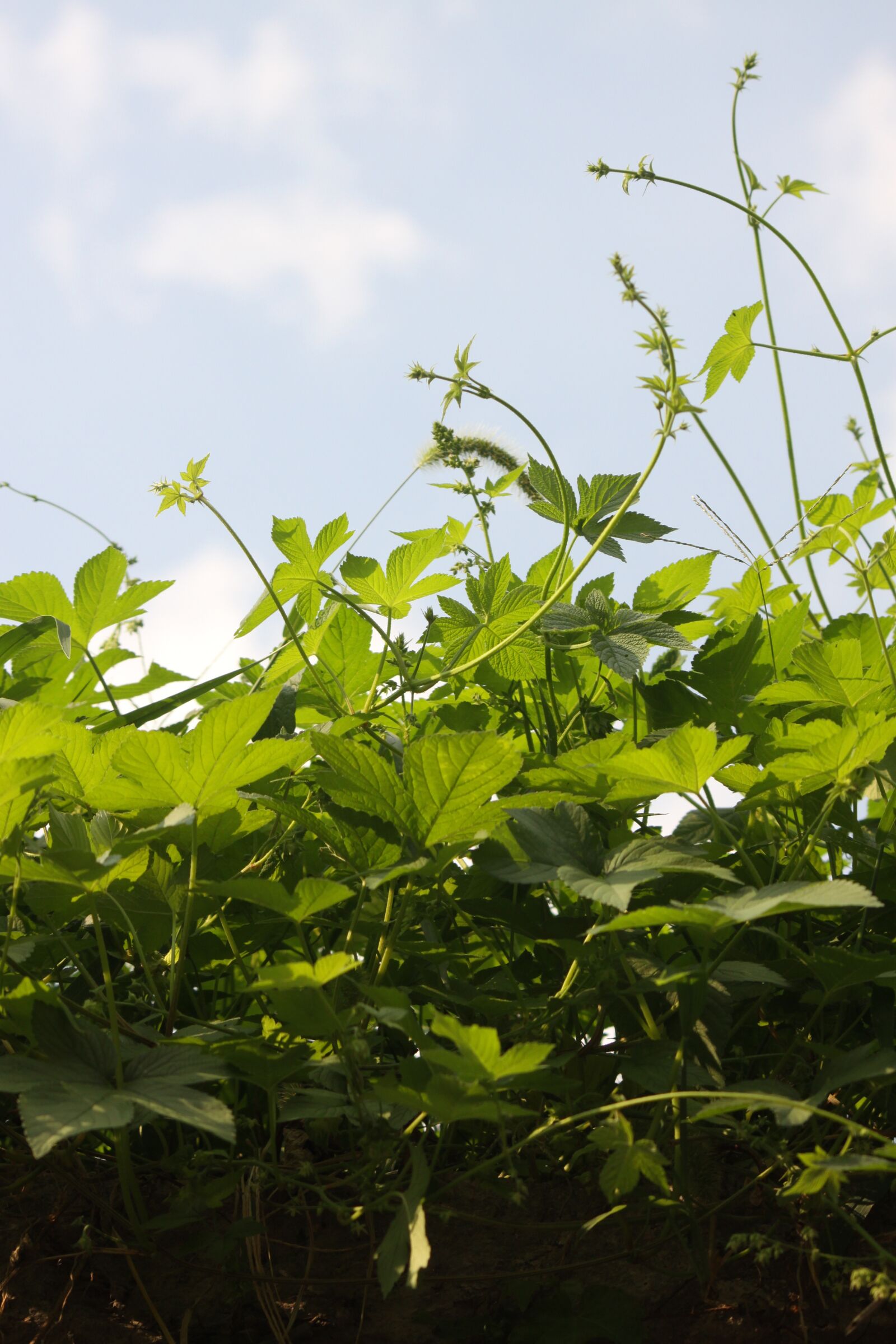 Canon EOS 50D sample photo. Vine, the vine, plants photography