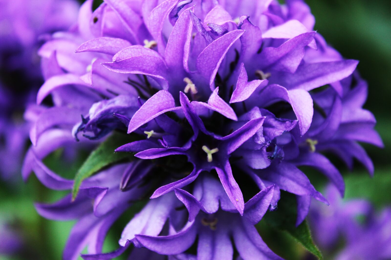 Canon EOS 1300D (EOS Rebel T6 / EOS Kiss X80) sample photo. Flower, purple flower, blooms photography