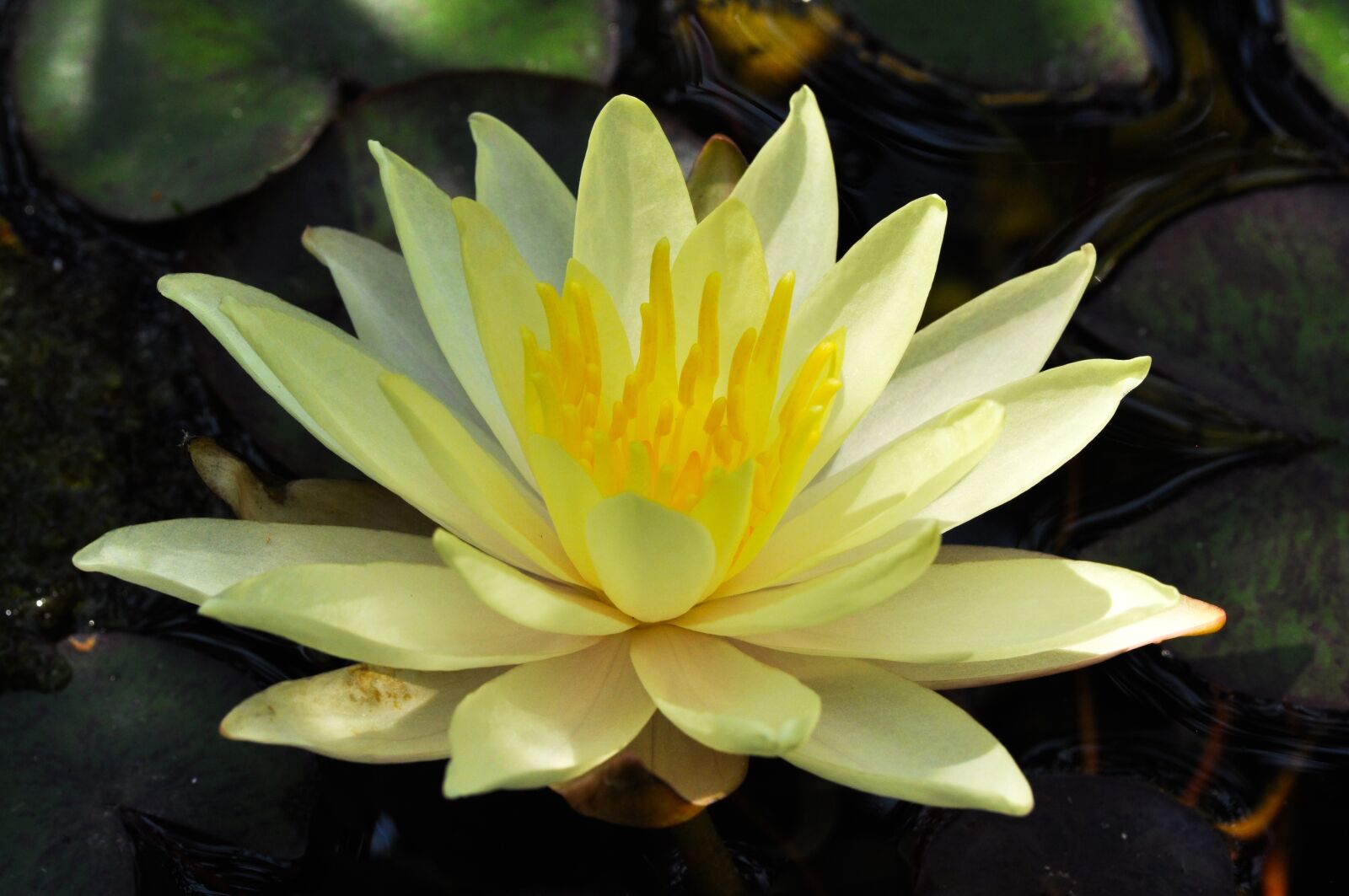 Tamron SP 90mm F2.8 Di VC USD 1:1 Macro sample photo. Flower, lotus, water photography