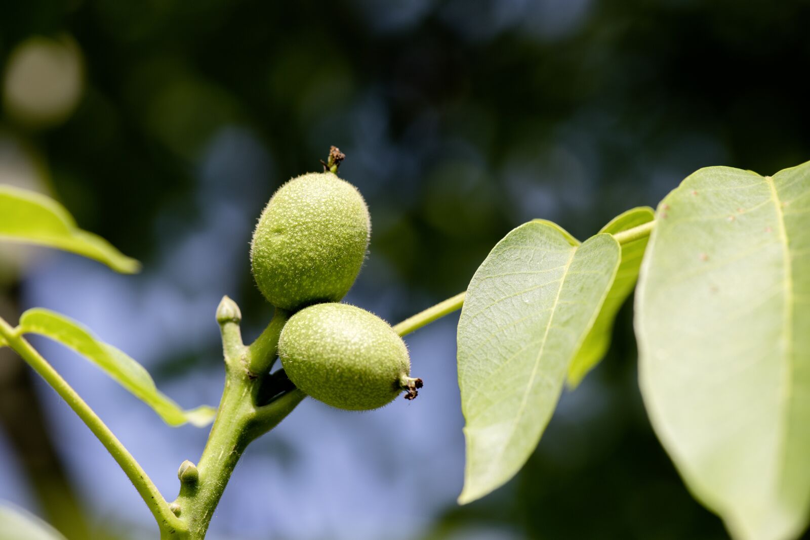 Nikon D750 sample photo. Plant, fruit, fruits photography