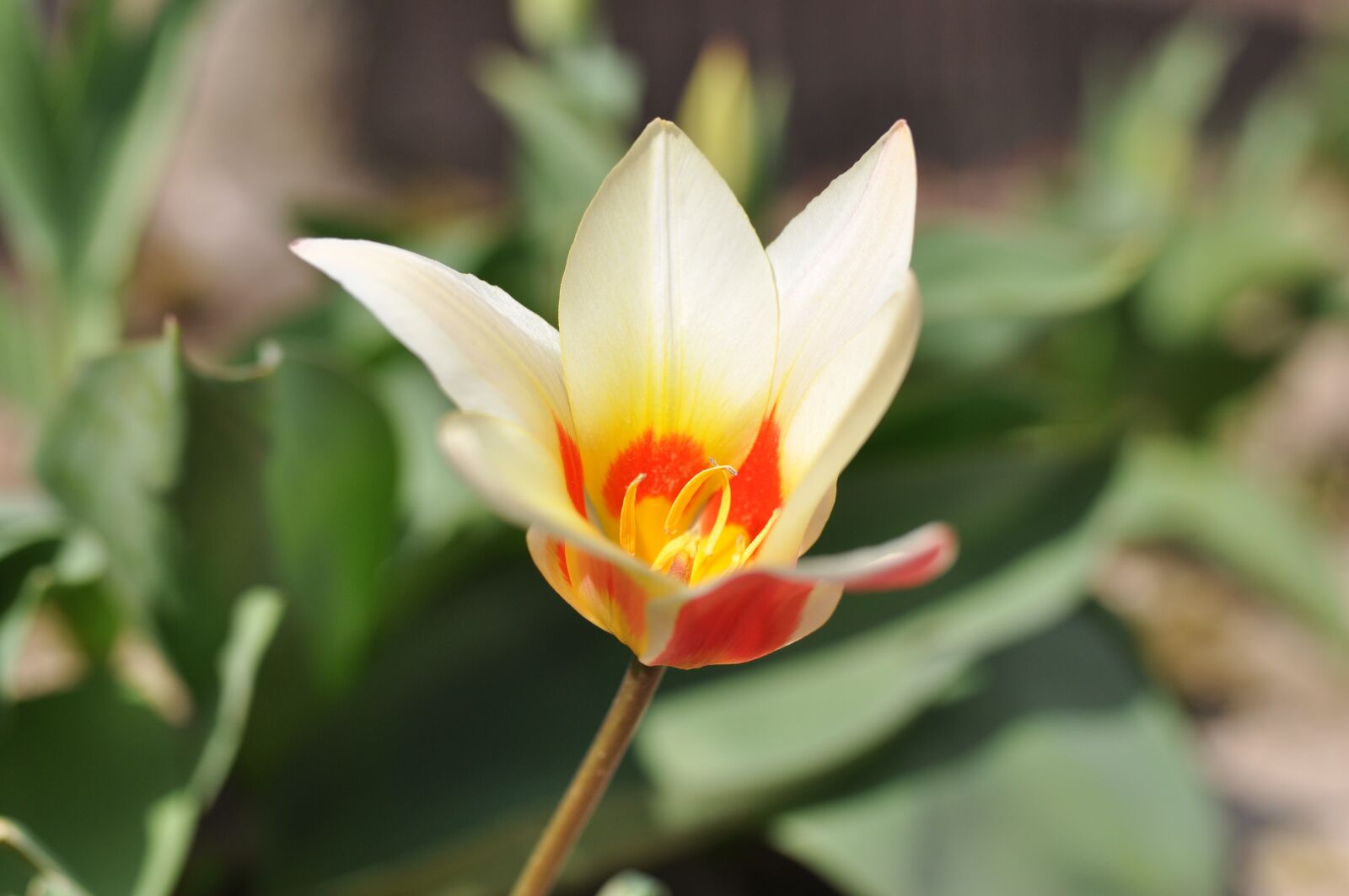 Nikon D90 sample photo. Open tulip flower, blossom photography