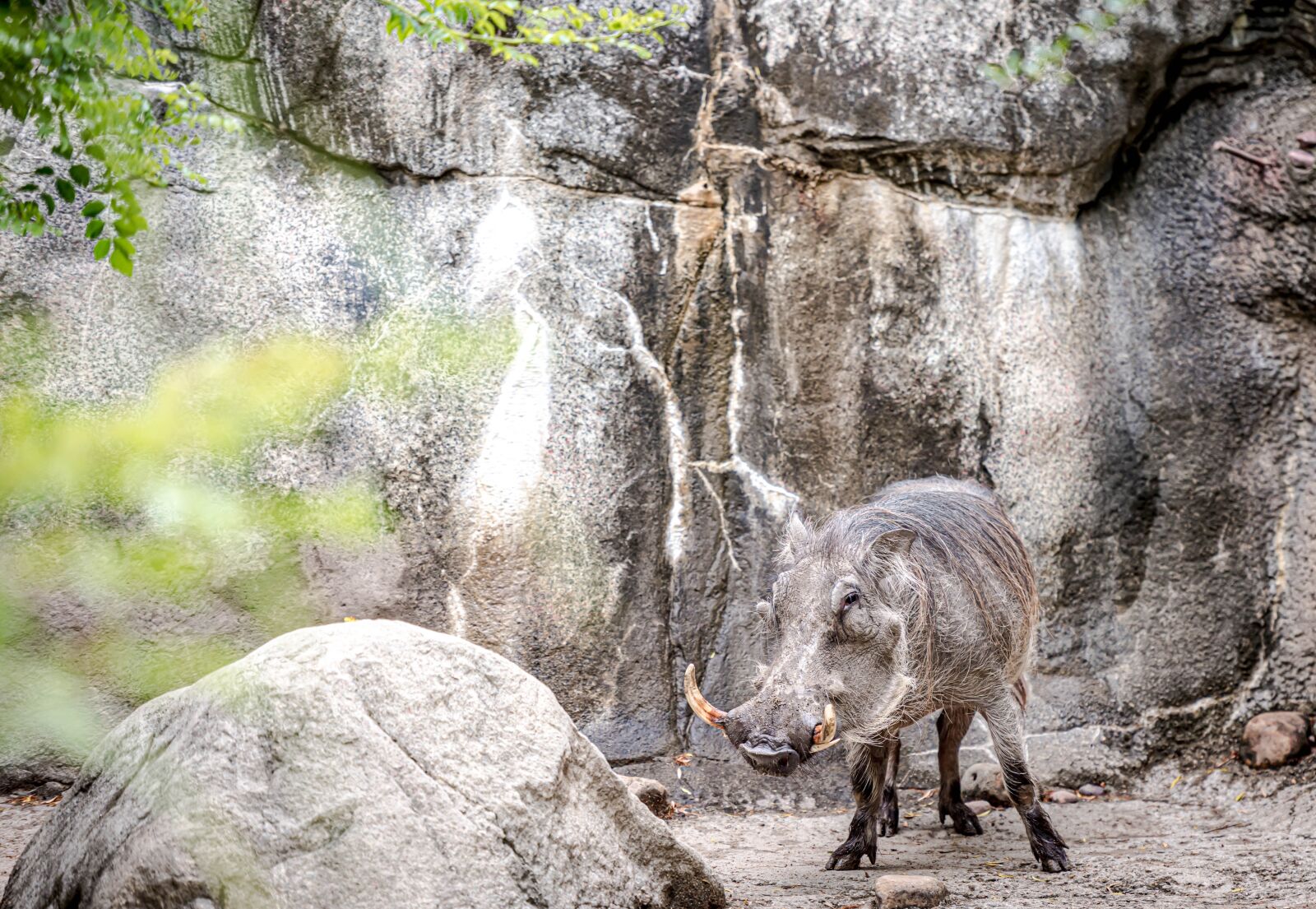 Nikon D810 sample photo. Wild boar, zoo, wild photography