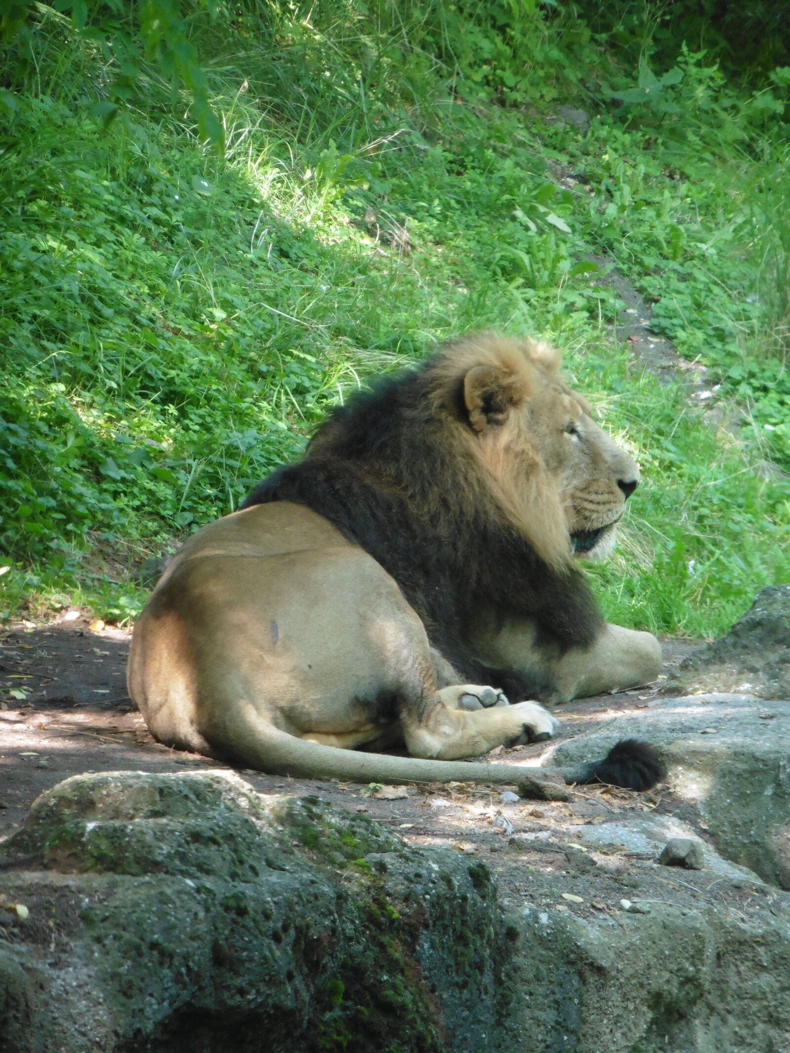 Panasonic DMC-TZ56 sample photo. Lion, zoo, zoo zurich photography