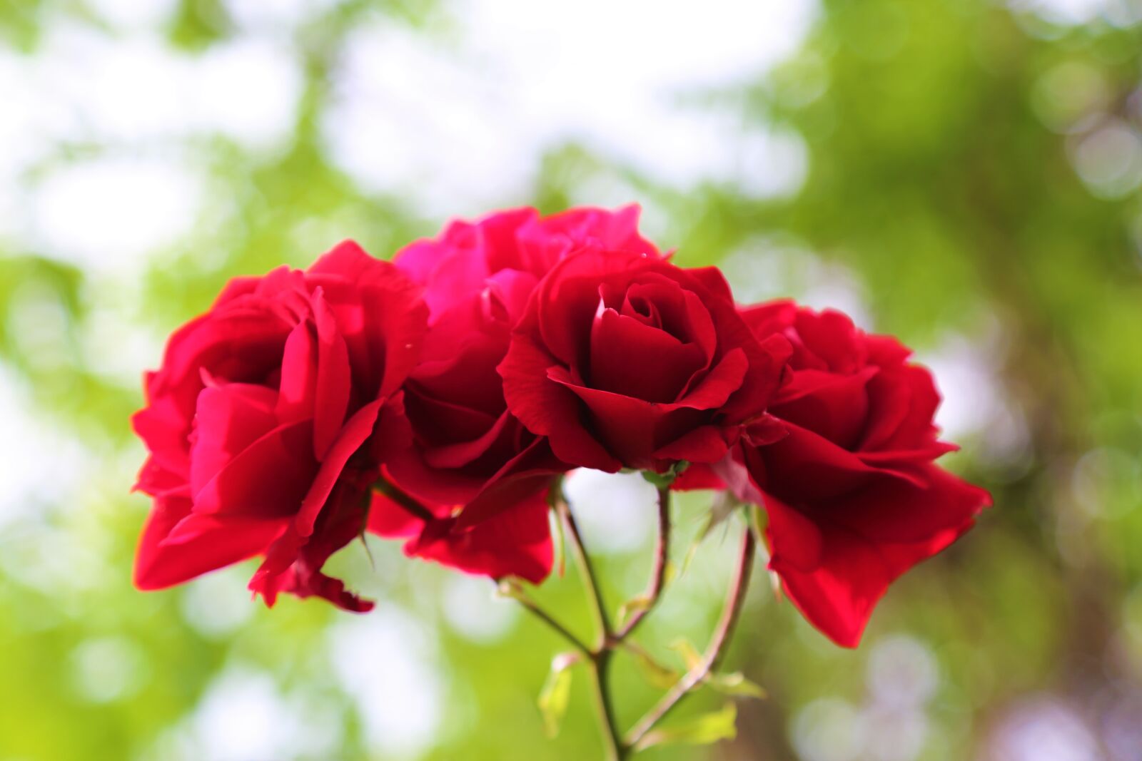 Canon EF 24-105mm F4L IS USM sample photo. Rose, rosewood, rose bush photography