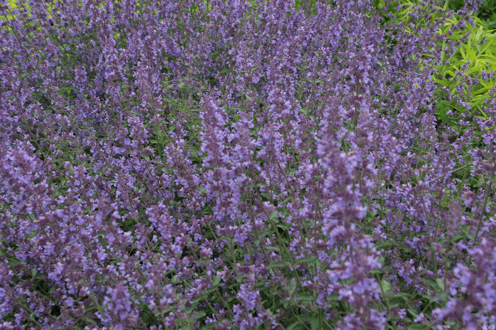 Canon EOS 7D Mark II sample photo. Flower, bed, flowers, garden photography