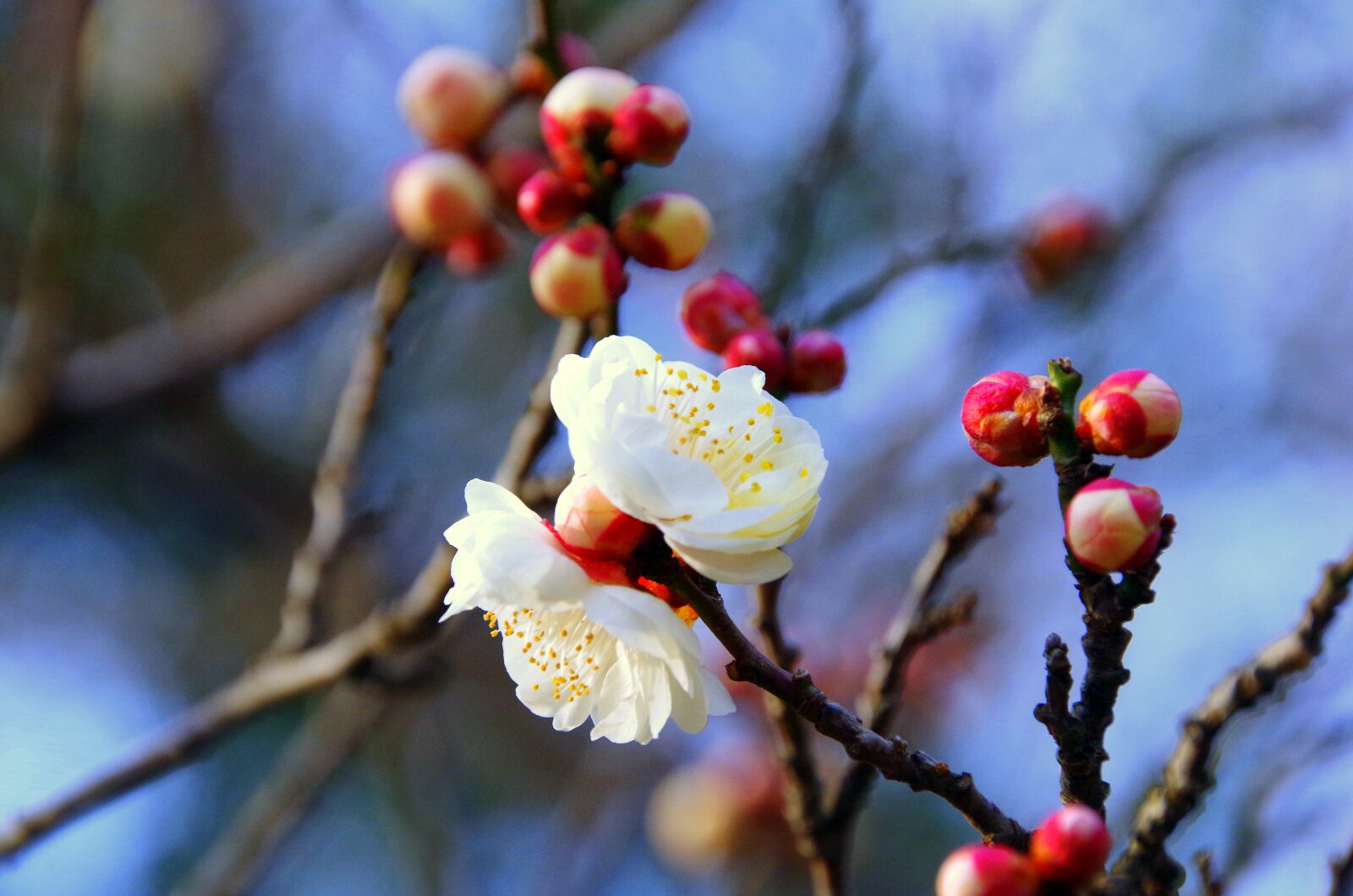 Pentax K-30 sample photo. Plum, japan, spring photography