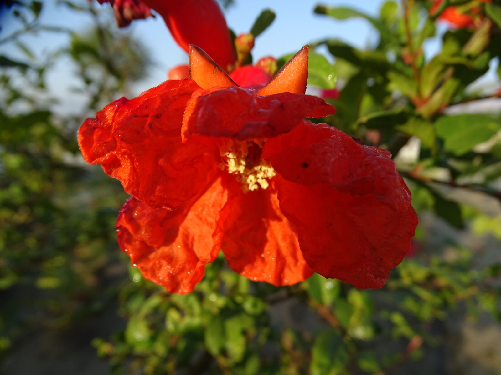 Sony Cyber-shot DSC-HX400V sample photo. Flower, macro, photography, natrul photography
