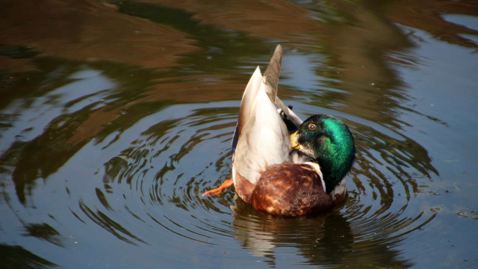 Canon EOS 100D (EOS Rebel SL1 / EOS Kiss X7) sample photo. Duck, bathing, pond photography