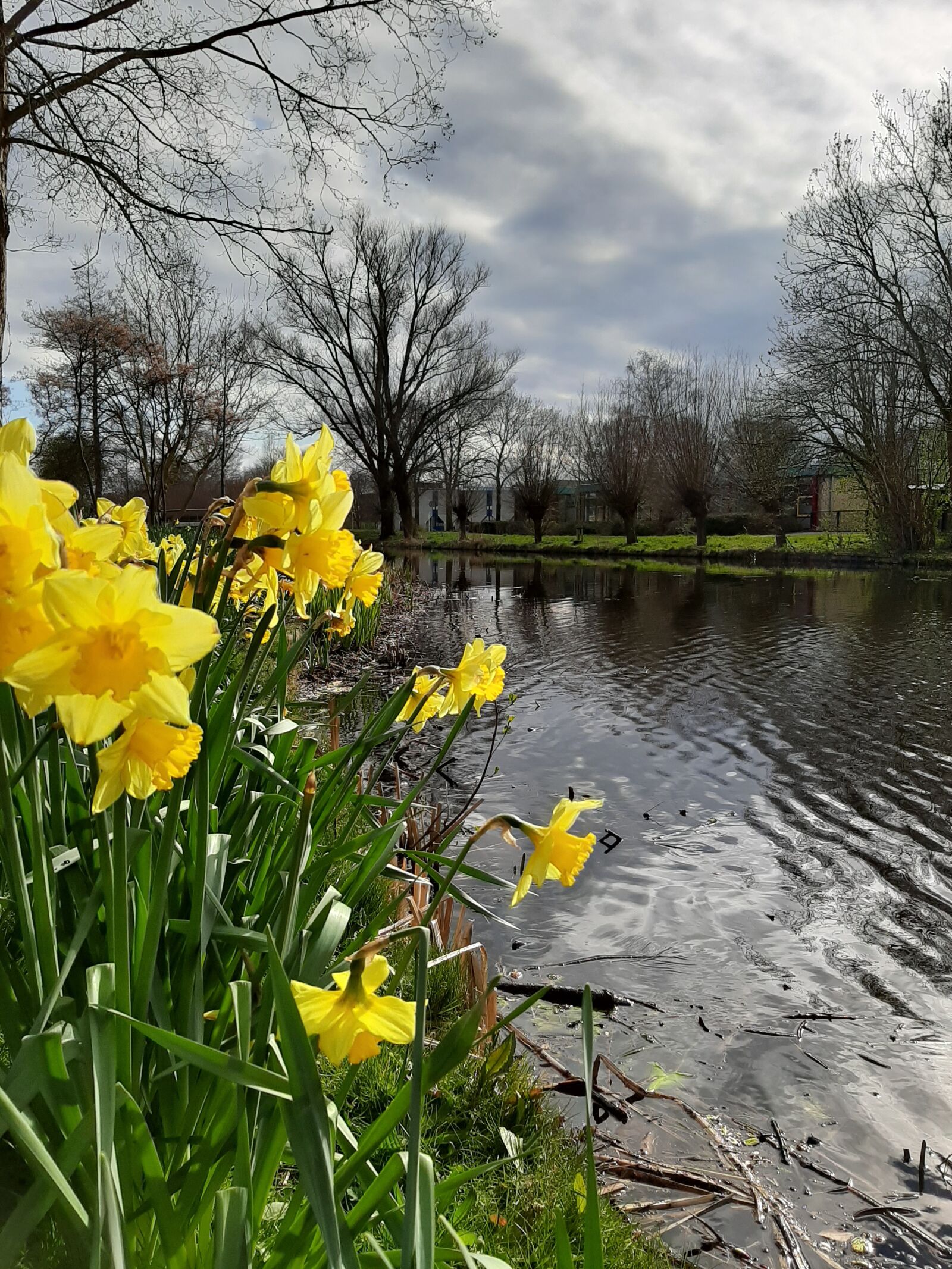 Samsung Galaxy A50 sample photo. Canal, spring, narcissus photography