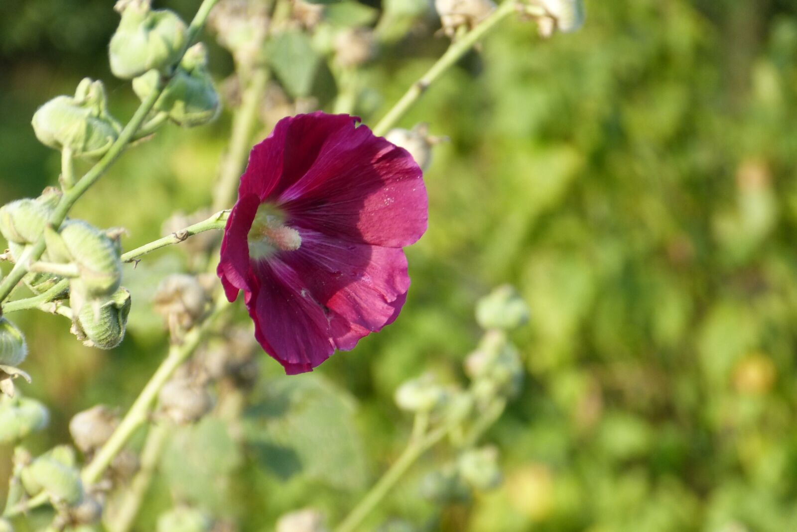 Panasonic Lumix DMC-FZ150 sample photo. Mallow, flower, allotment photography