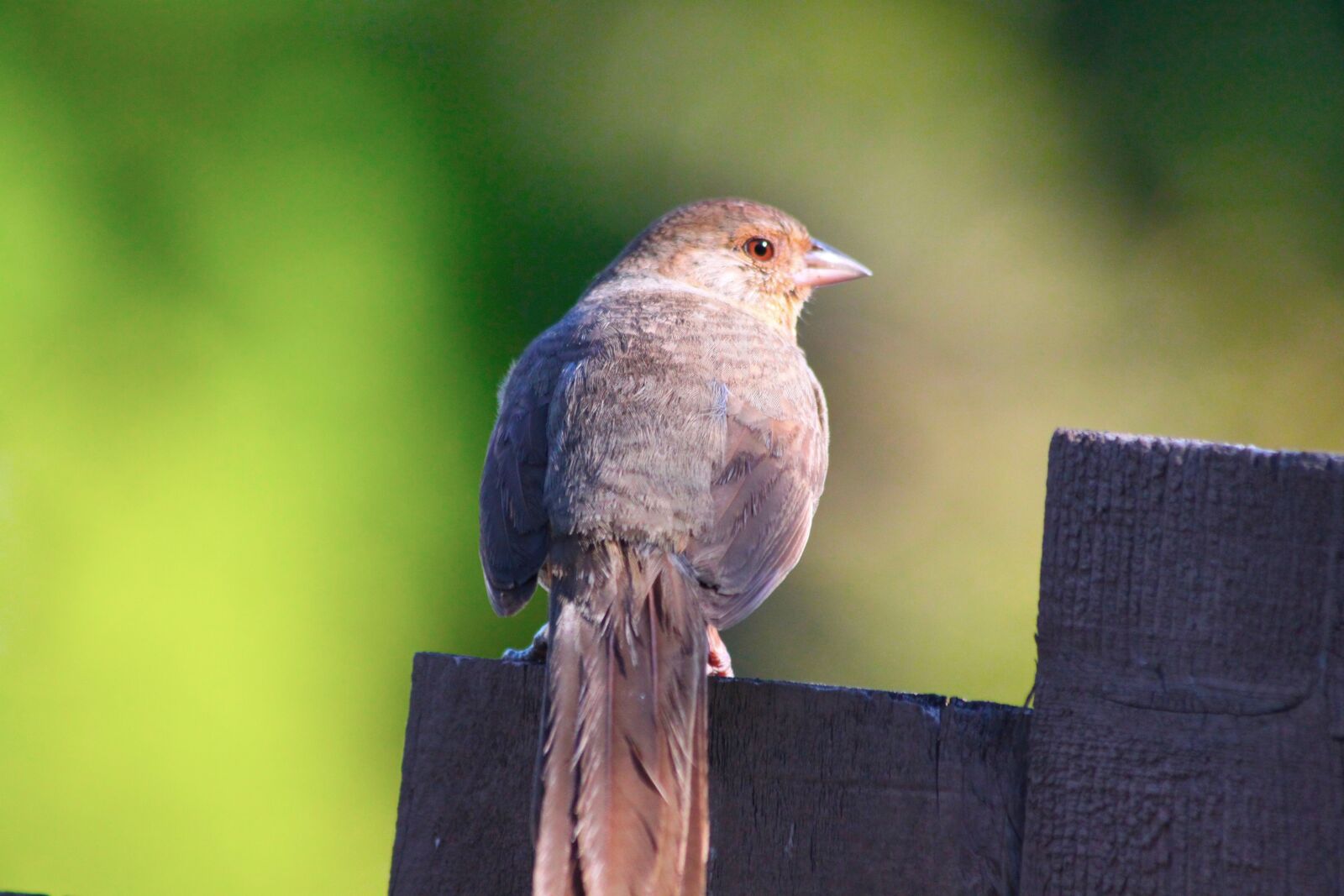 Canon EOS 500D (EOS Rebel T1i / EOS Kiss X3) sample photo. Bird, nature, outdoors photography