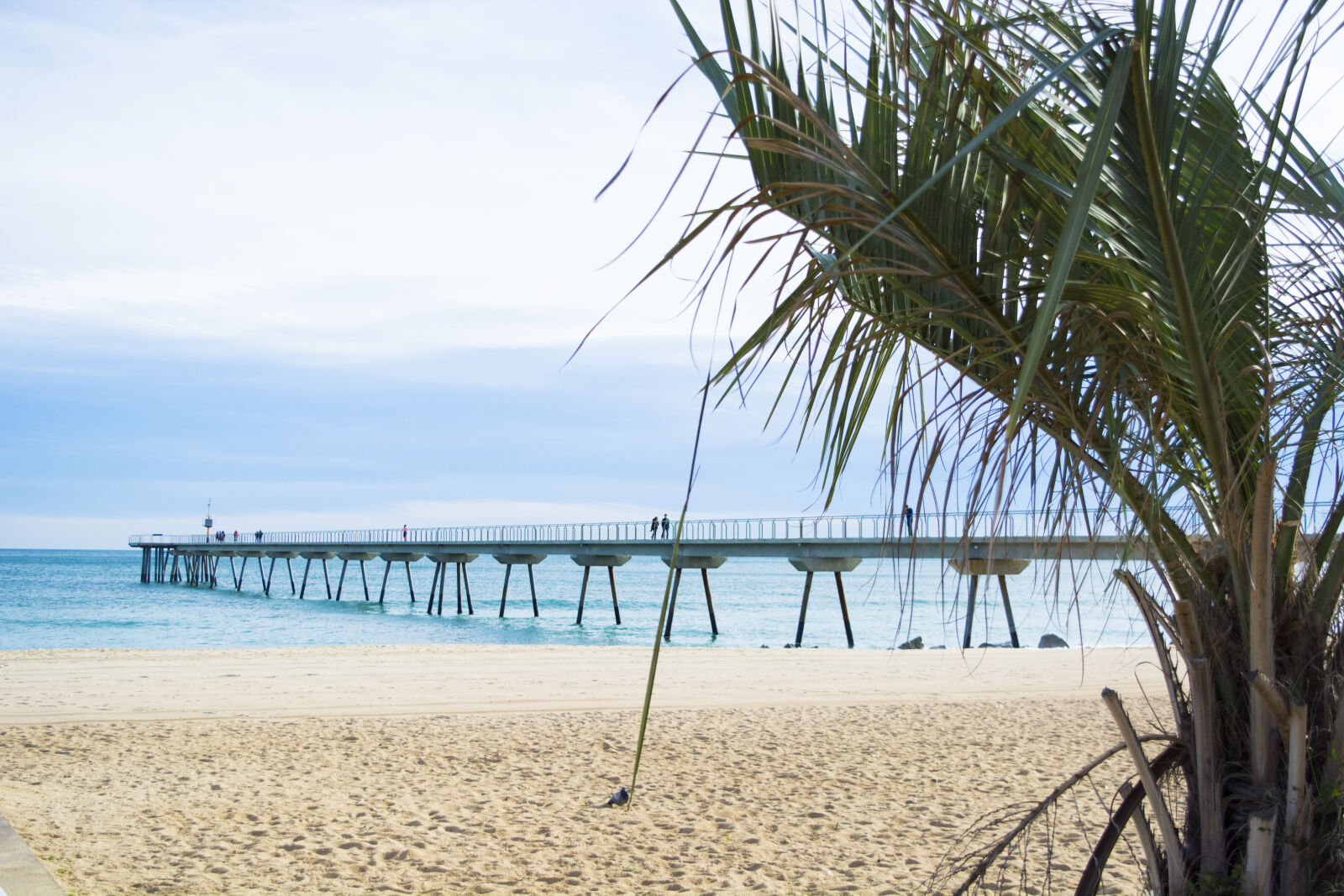 Nikon D5200 sample photo. Palm, trees, on, beach photography