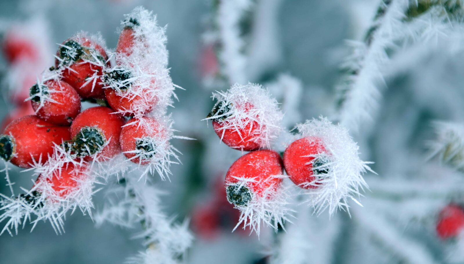 Nikon D3300 sample photo. Rose hip, nature, tree photography