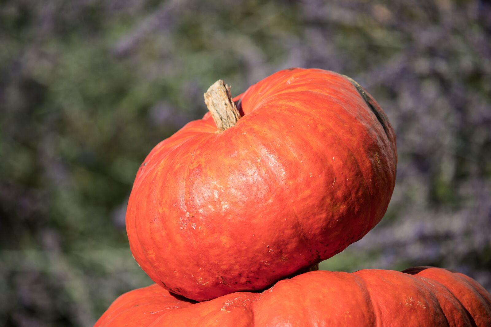 Canon EOS 80D sample photo. Pumpkin, pumpkins, orange photography