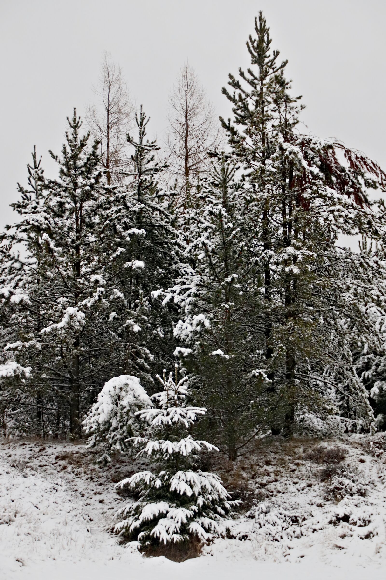 Canon EOS 77D (EOS 9000D / EOS 770D) sample photo. Forest, trees, conifers photography