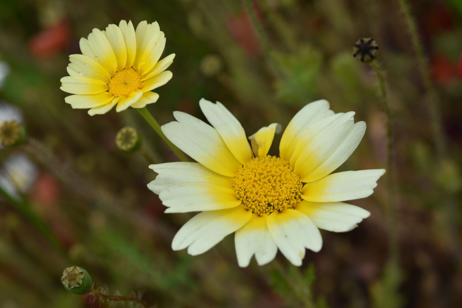 Nikon D5600 sample photo. Flower, yellow flowers, petals photography
