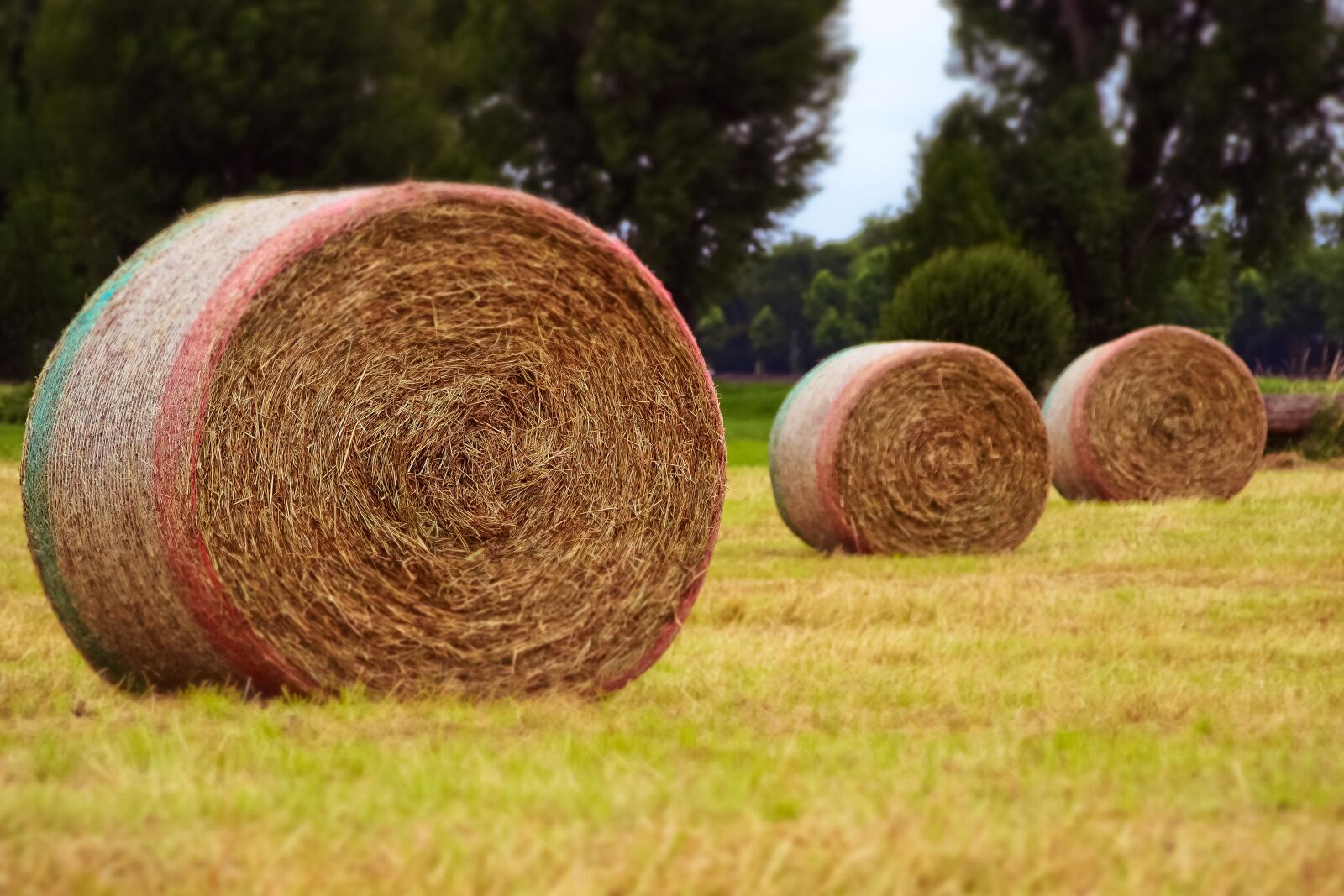 Olympus OM-D E-M10 sample photo. Harvest, field, agriculture photography