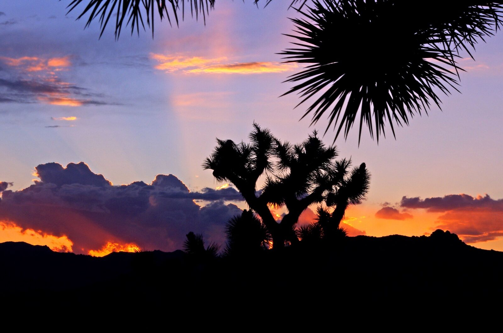 Pentax K-5 sample photo. Joshua trees, sunset, landscape photography