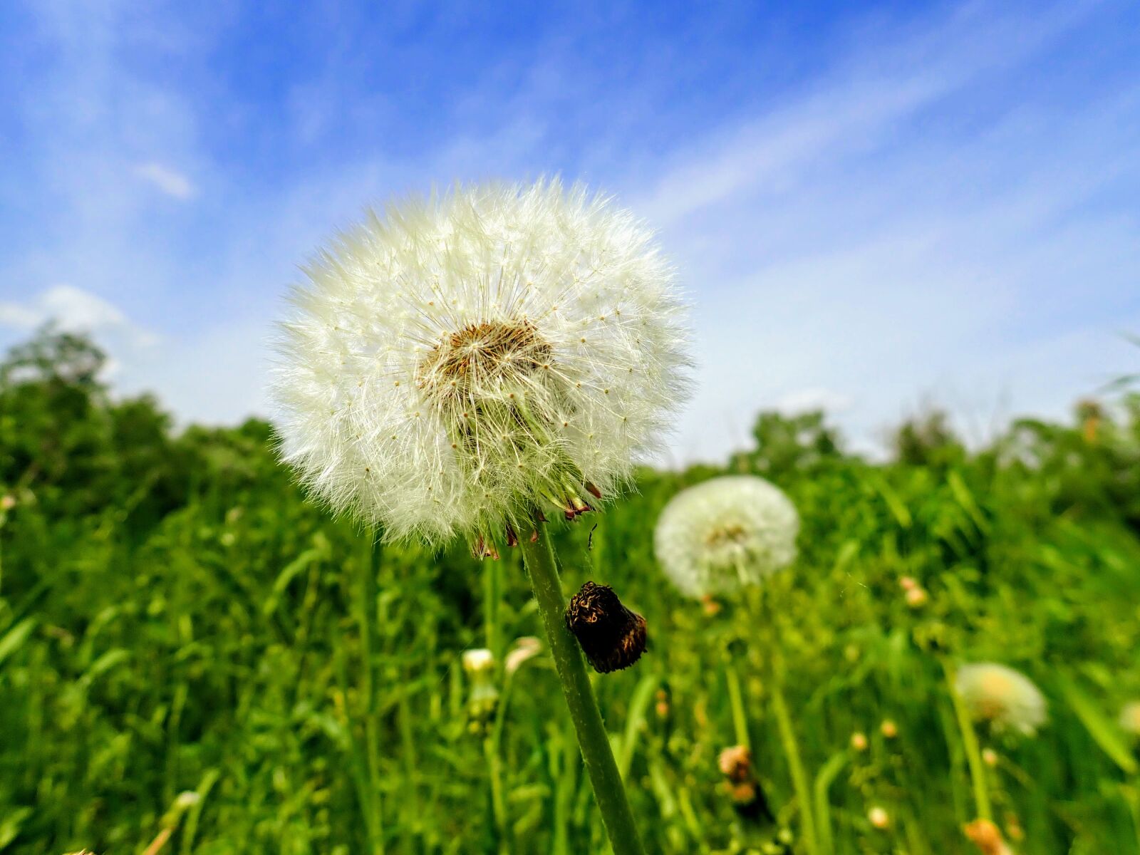 Olympus TG-5 sample photo. Dandelion, nature, flower photography