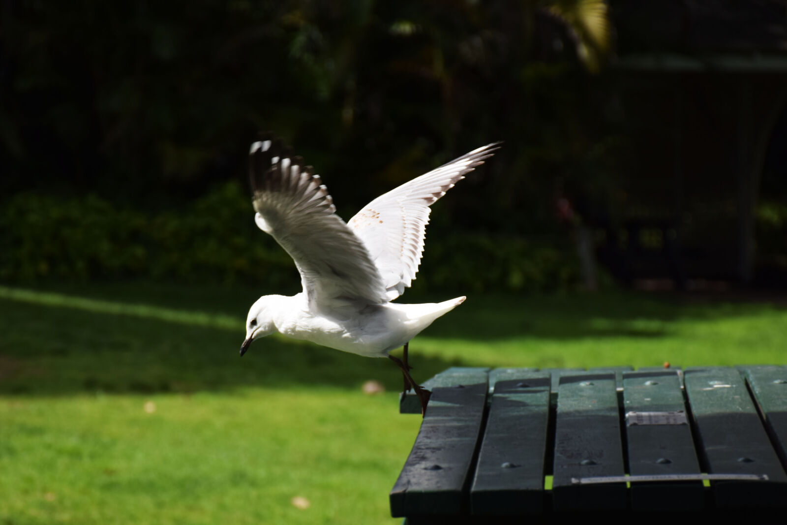 Nikon D5300 sample photo. Bird, flying, seagull, wings photography