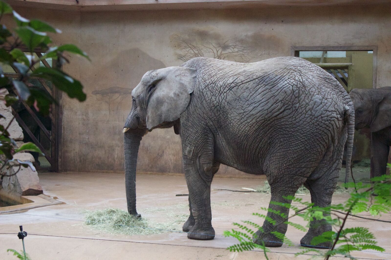 Canon EOS 600D (Rebel EOS T3i / EOS Kiss X5) sample photo. Zoo, elephant, animal photography