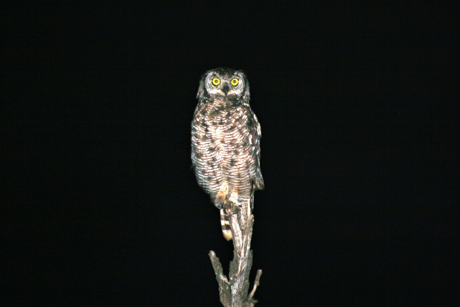 Canon EOS 400D (EOS Digital Rebel XTi / EOS Kiss Digital X) sample photo. Eyes, spotted eagle owl photography