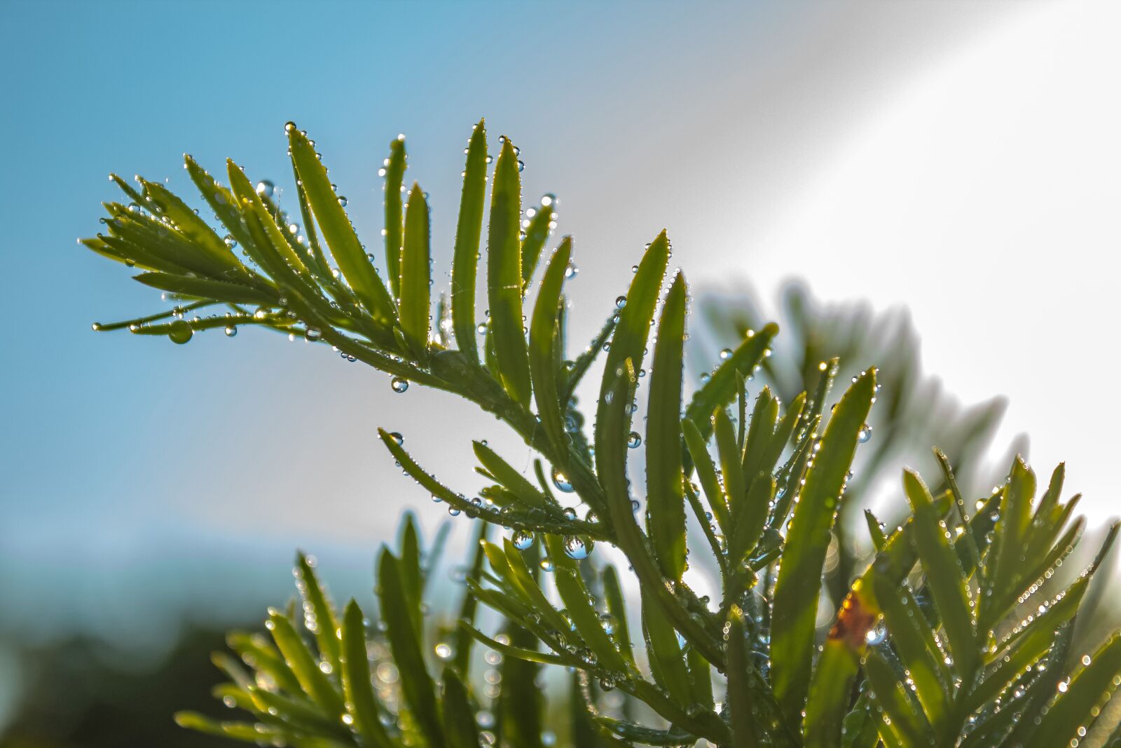 Canon EOS 1300D (EOS Rebel T6 / EOS Kiss X80) sample photo. Yew, bush, blades photography