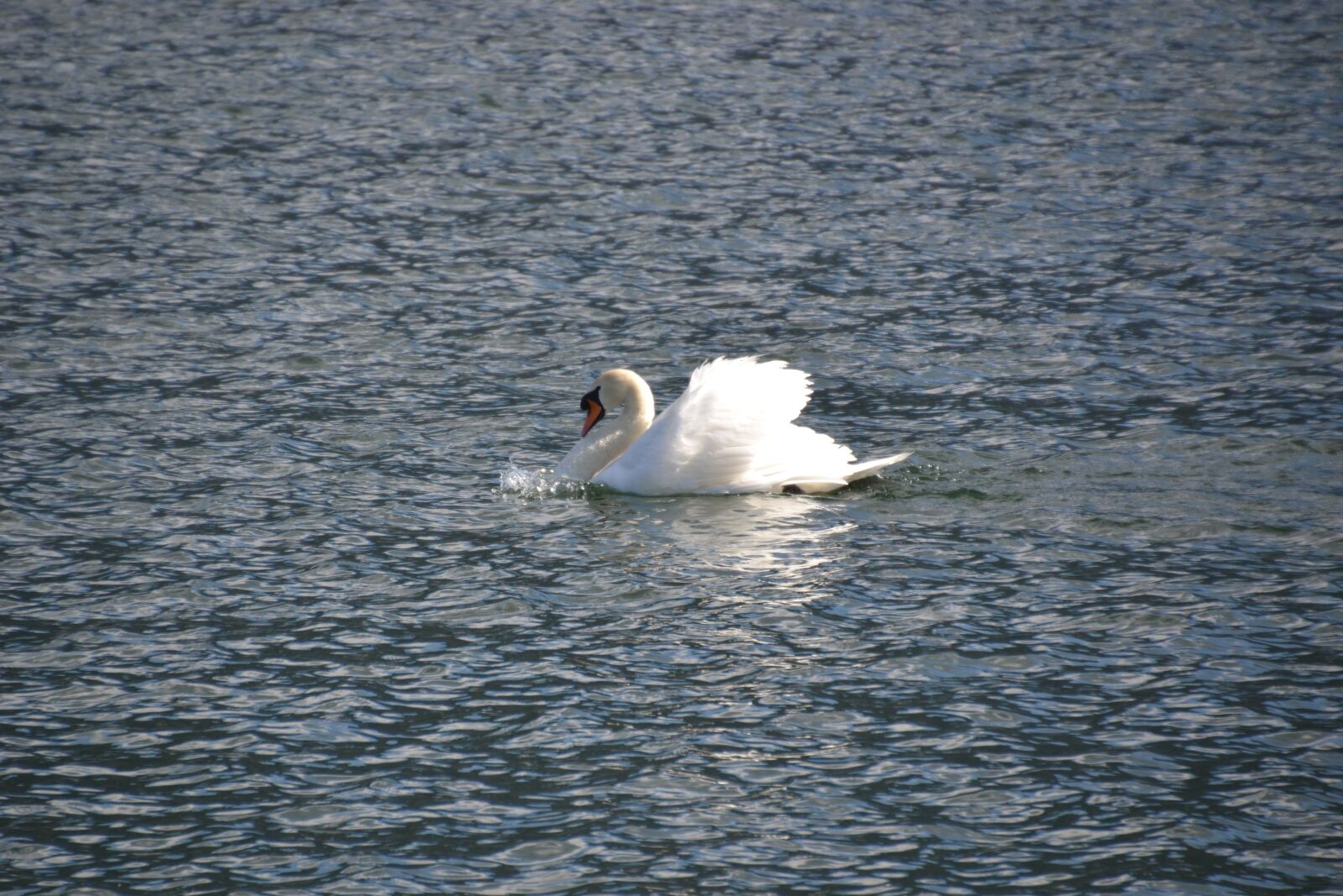 Nikon D3100 sample photo. Swan, water, bird photography