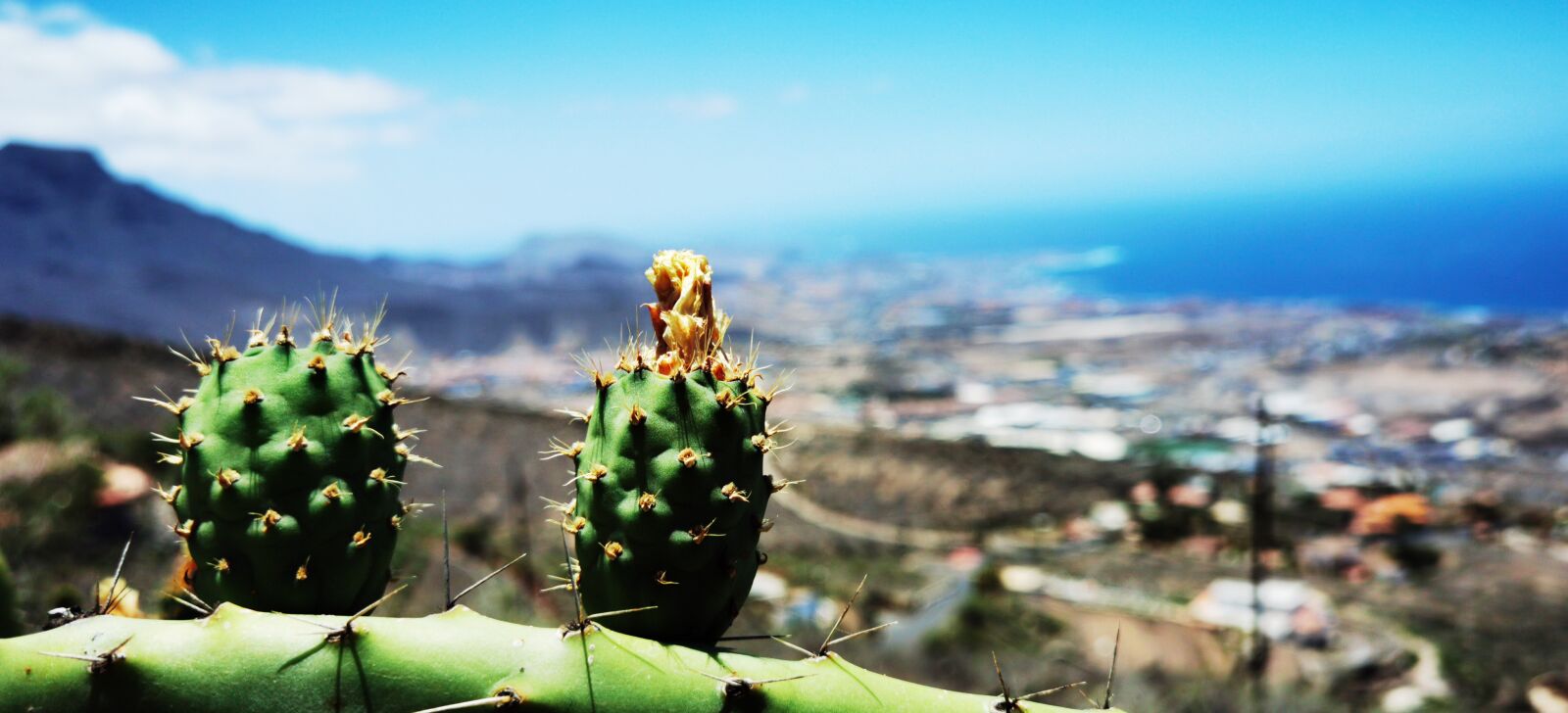 HUAWEI ELS-NX9 sample photo. Tenerife south, cactus, sky photography