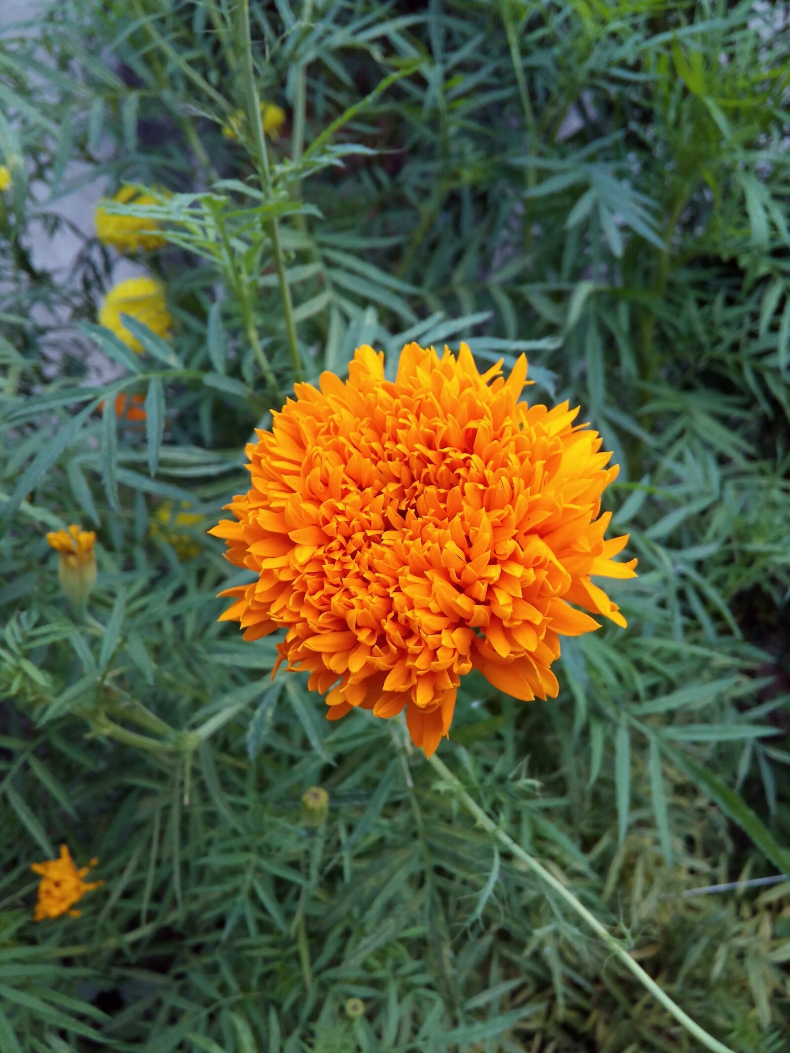 Micromax Canvas Spark sample photo. Yellow, marigold, flower photography